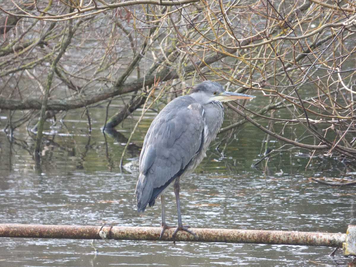 Grey Heron in the Canoe Pool - Cannon Hill Park - 28th November 2021